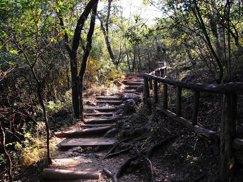 Bosque Chipinque