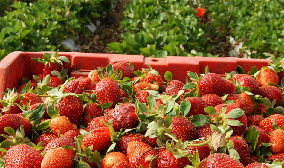 Fresas de Irapuato