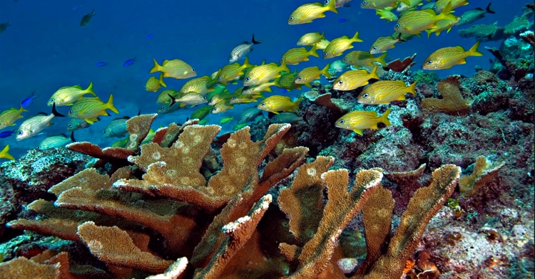 Parque Marino Nacional Sistema Arrecifal Veracruzano