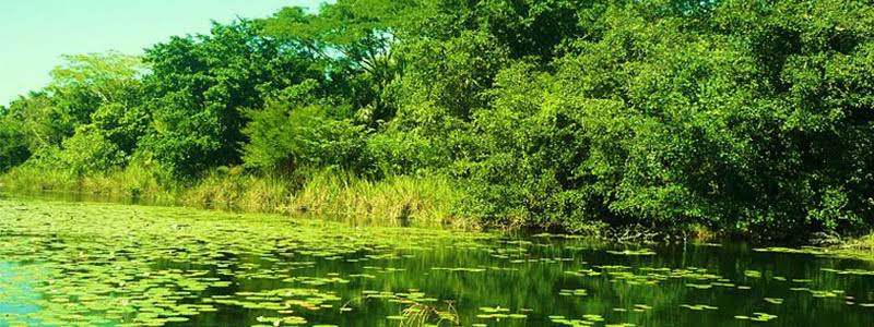 Reserva de la Biósfera de Los Petenes