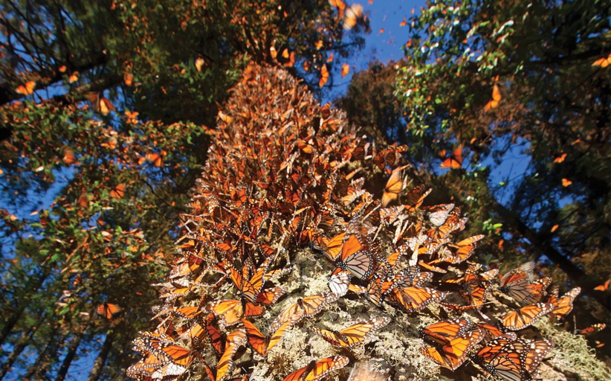 Santuario de las Mariposas Monarca