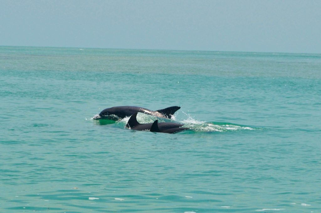 laguna de terminos atractivo de Campeche