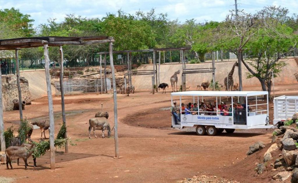 zoologico animaya merida