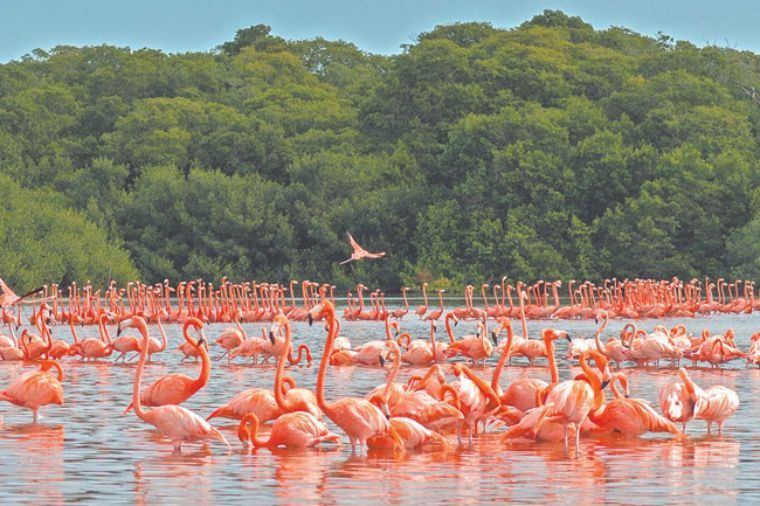 Celestún atractivos turistico natural de yucatan