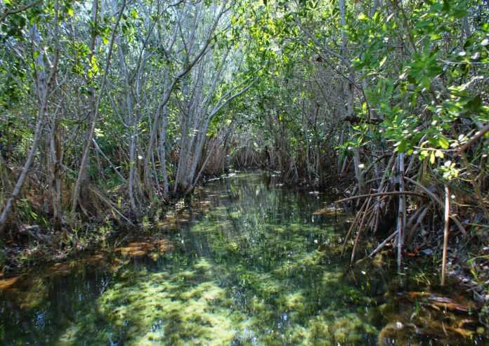 Manglares de San Crisanto