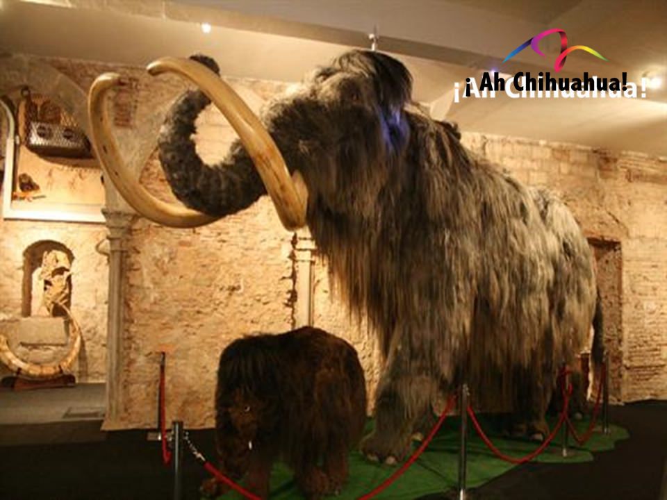 museo del mamut chihuahua atractivos turisticos