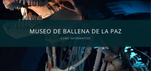 Museo de Ballena de la paz