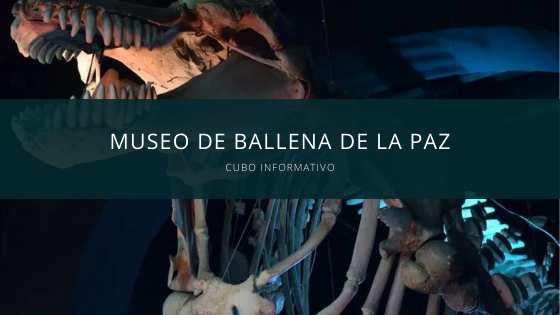 Museo de Ballena de la paz