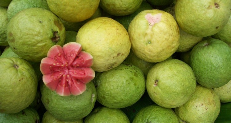 guayabas de aguscaiientes