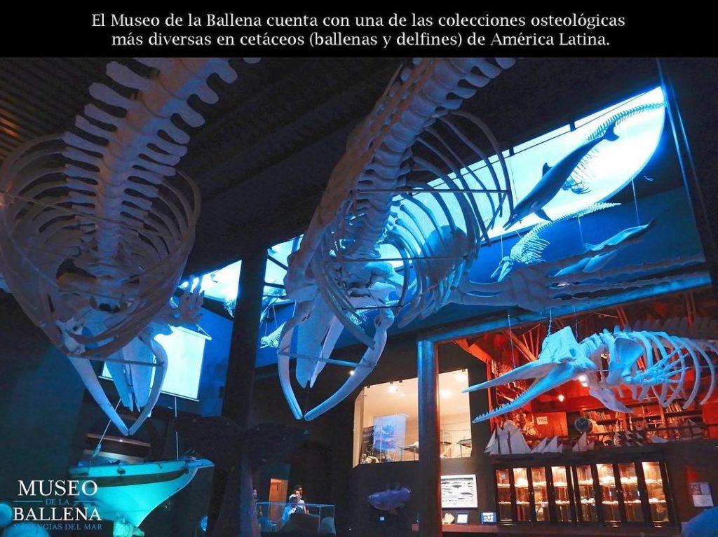 Museo de Ballena de la Paz