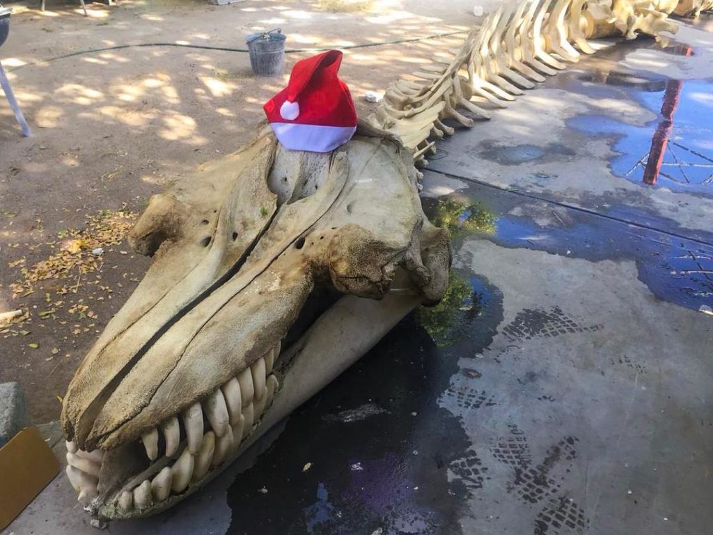 museo de ballena y ciencia del mar