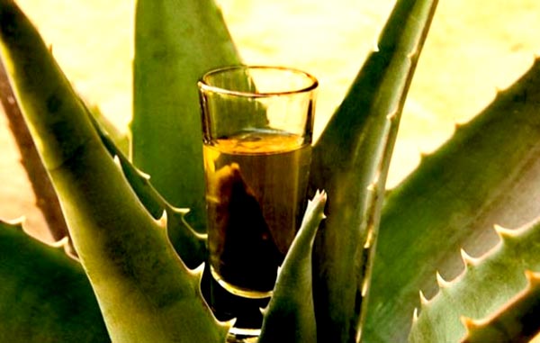 Mezcal de lechuguilla