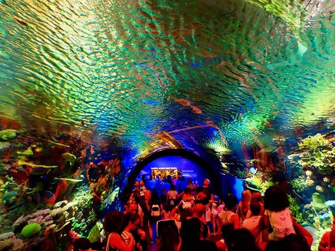 Acuario de Nueva York nueva york que hacer