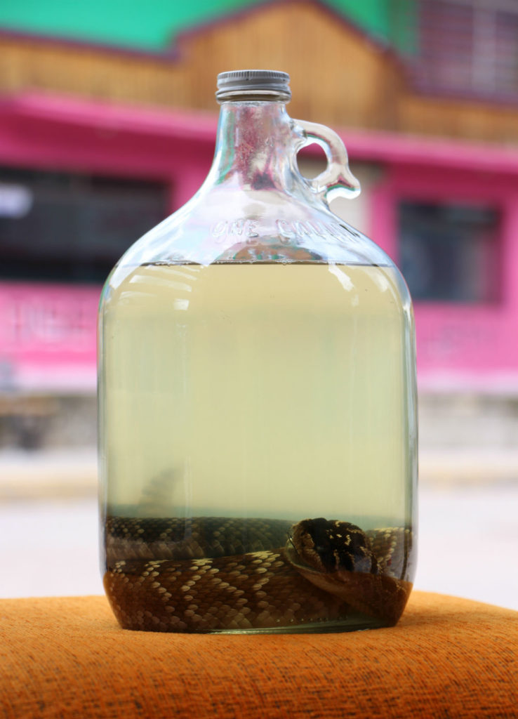 Lechuguilla bebida alcoholica de chihuahua