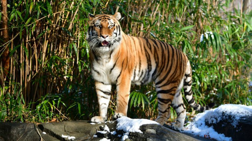 Zoológico de Bronx que ver y hacer en nueva york