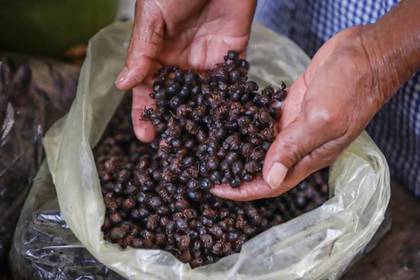 nuco platillo exotico de chiapas