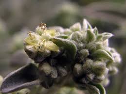 planta Quebrantahuesos