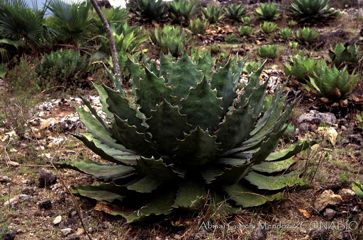 Agave cupreata de Guerrero
