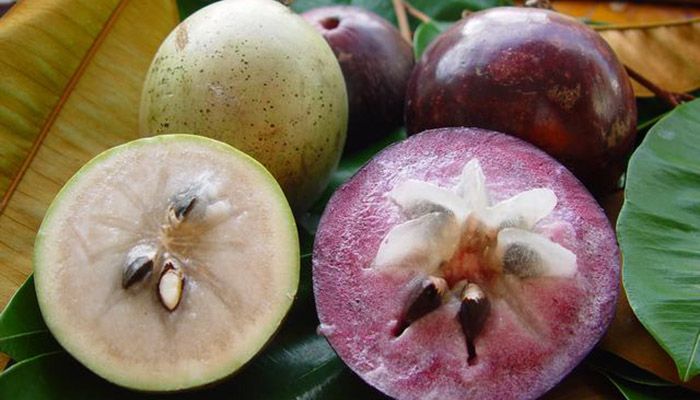 Agua de Caimitos bebidas tipicas de campeche