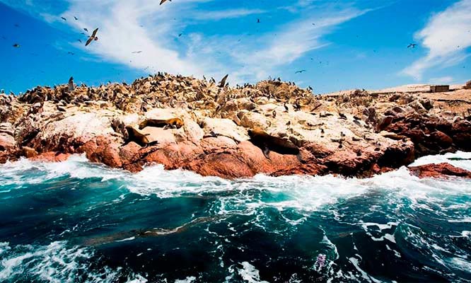 Islas Ballestas que ver en peru