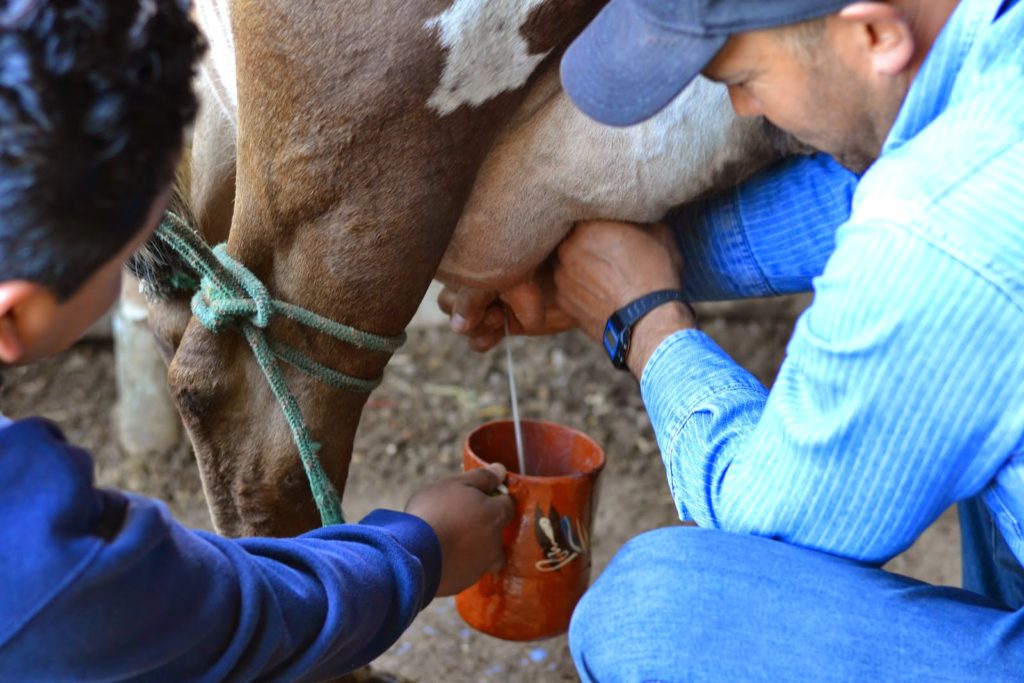 Pajarete bebidas tipicas de jalisco