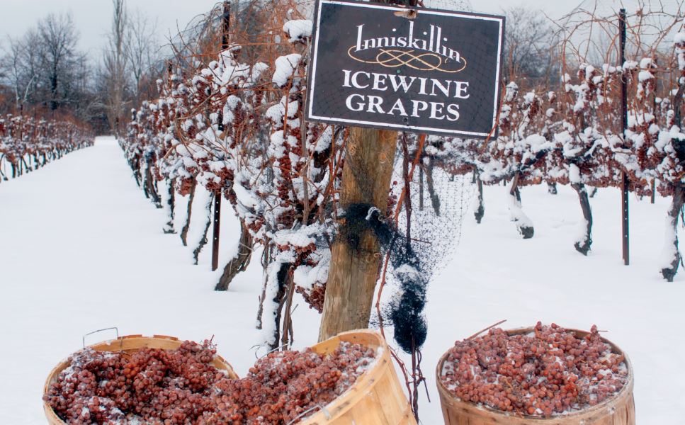 Vino de hieloVino de hielo bebida de canada