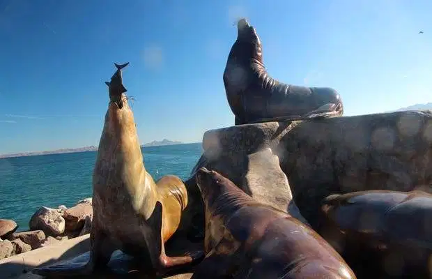 avistamiento de leones marinos en loreto
