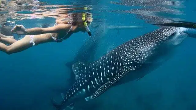 avistamiento del tiburon ballana en loreto