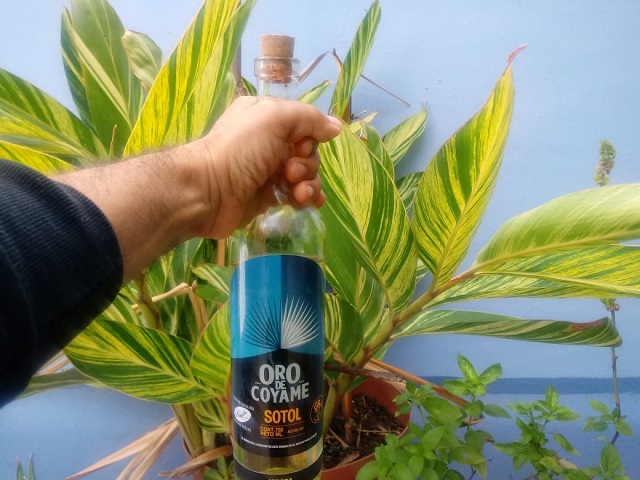 sotol bebida de jalisco