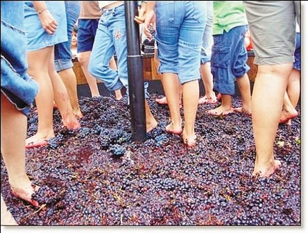 Vino patero de argentina bebida tradicional