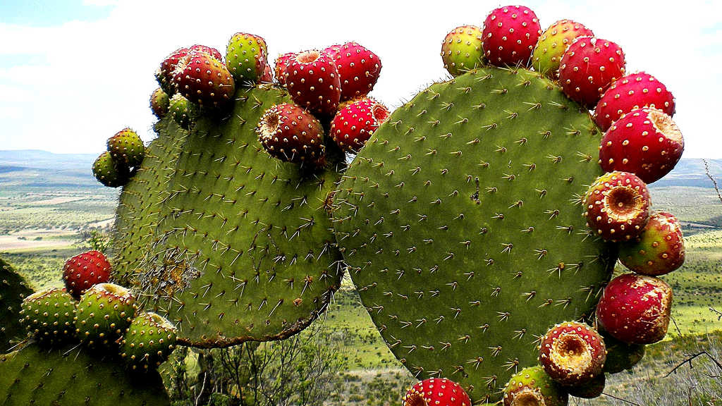 Xoconostles Queretaro gastronomia