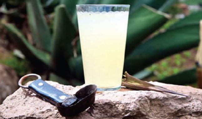 aguamiel bebdas tipicas de zacatecas