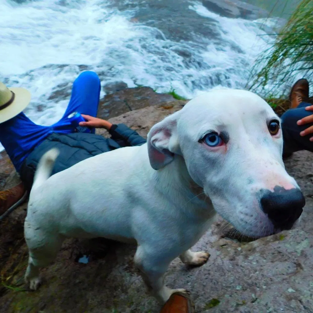 mexiquillo durango el mejor bosque de mexico