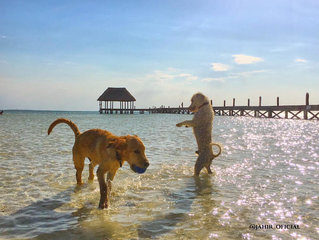 muphy el perro de holbox