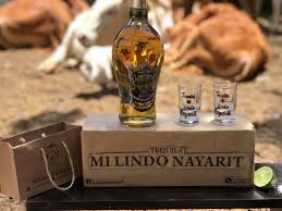 tequila bebida tradicional de nayarit