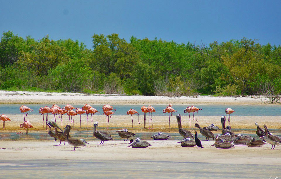 tour 3 islas holbox - que ver y hacer