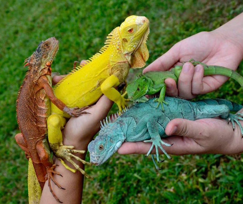 Santuario de Vida Silvestre Toolok Kaa’n