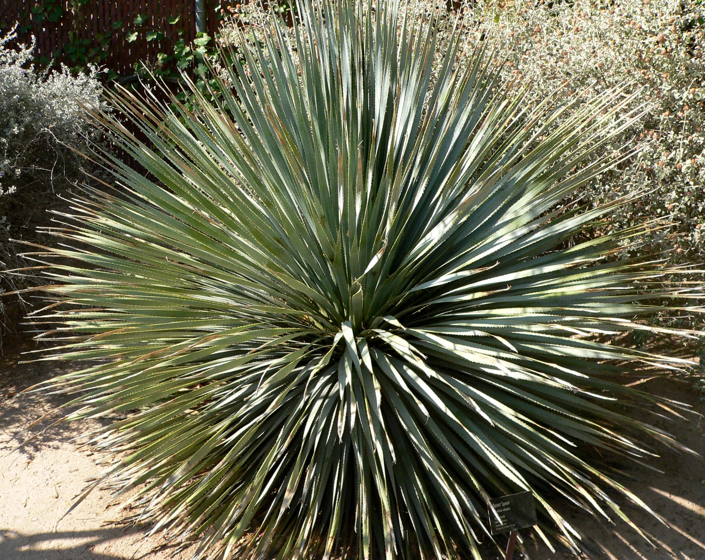 Sotol bebida tipica mexico