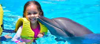 nado con delfines puerto morelos
