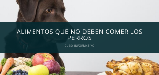 Alimentos que no deben comer los perros