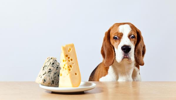 Alimentos que no deben comer los perros