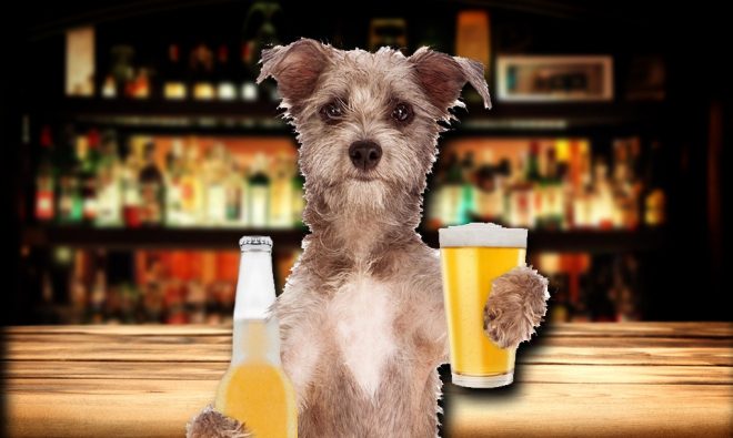 alcohol bebids que no debe consumir tu lomito