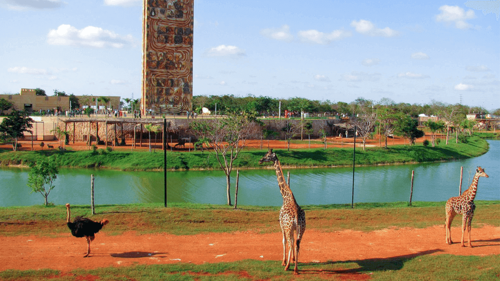 animaya que ver y hacer merida