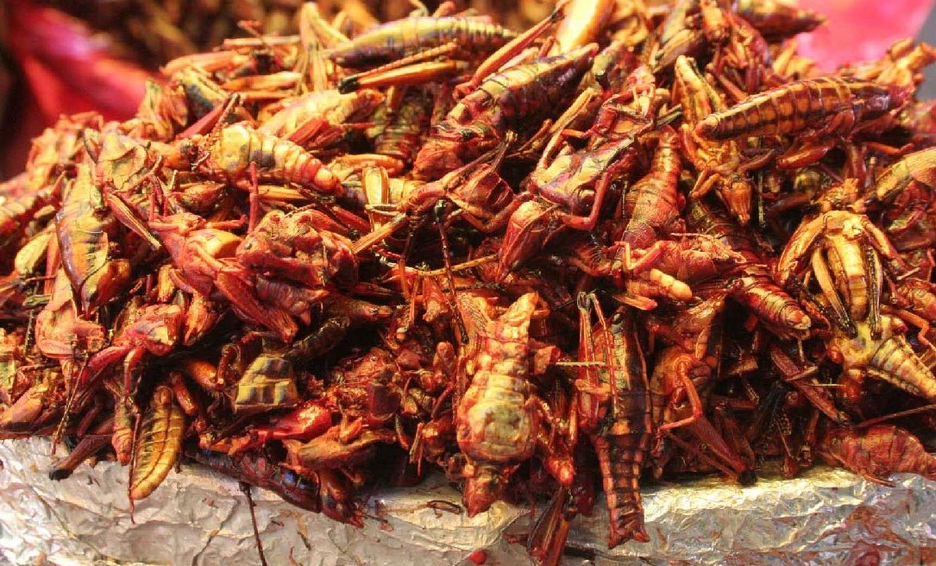 chapulines platillos tipicos de oaxaca