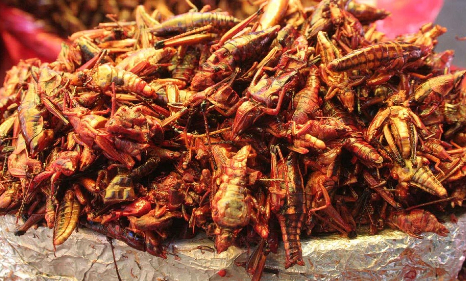 Chapulines platillos tipicos de tlaxcala