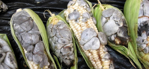 Huitlacoche tlaxcala comidas