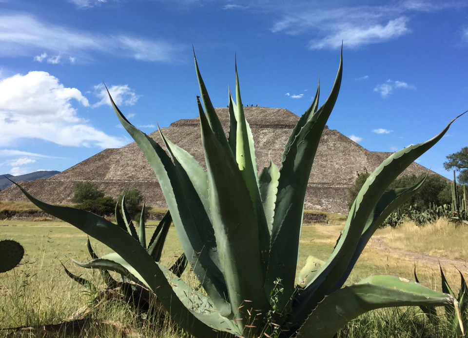 Maguey tlaxcala