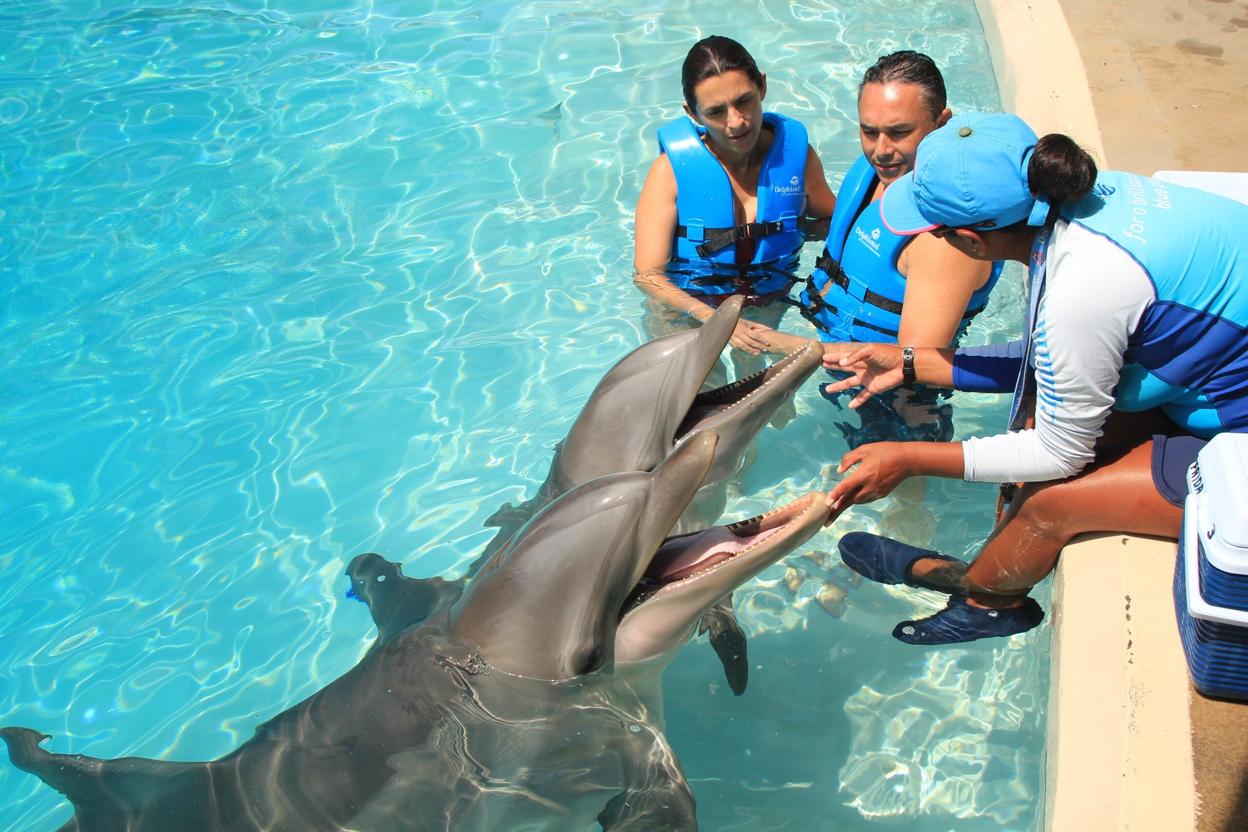 nado con delfines plaza la isla cancun