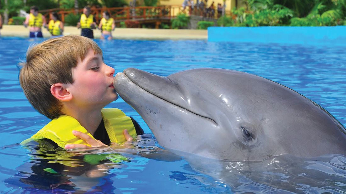 nado con delfines ventura park cancun