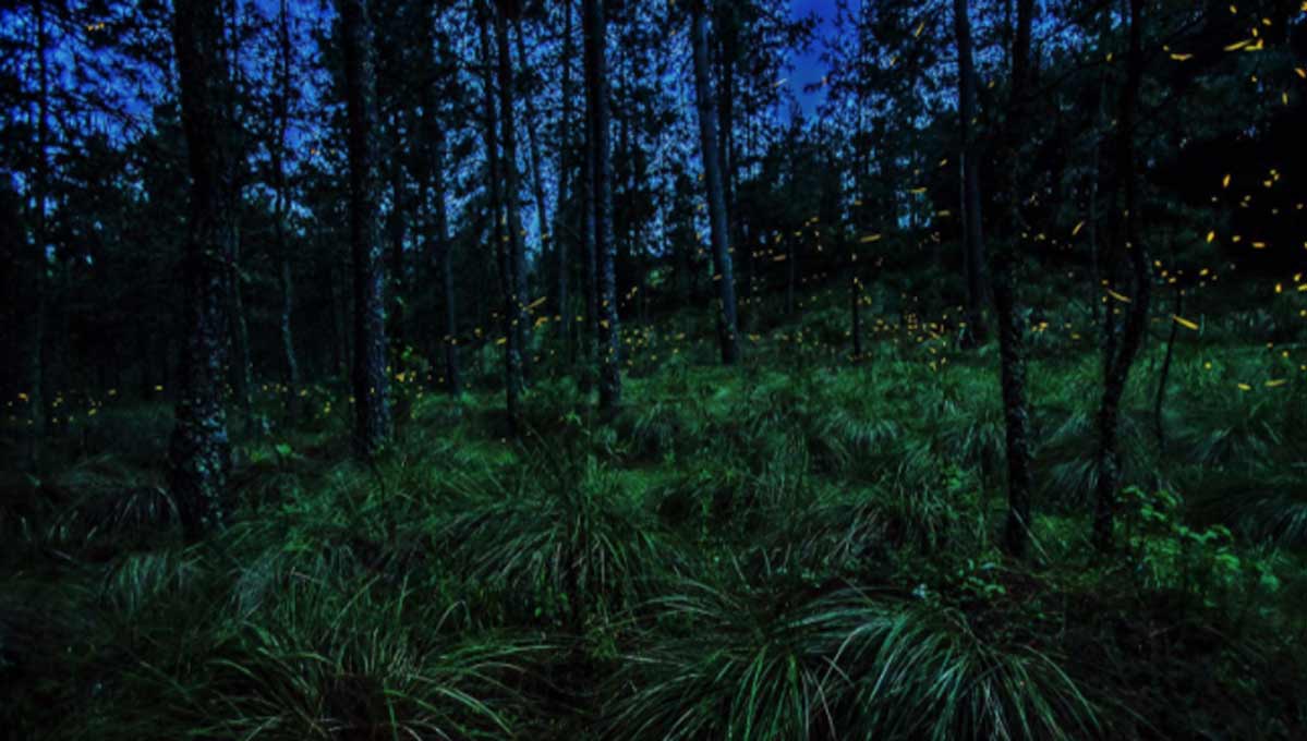 santuario de las luciernagas
